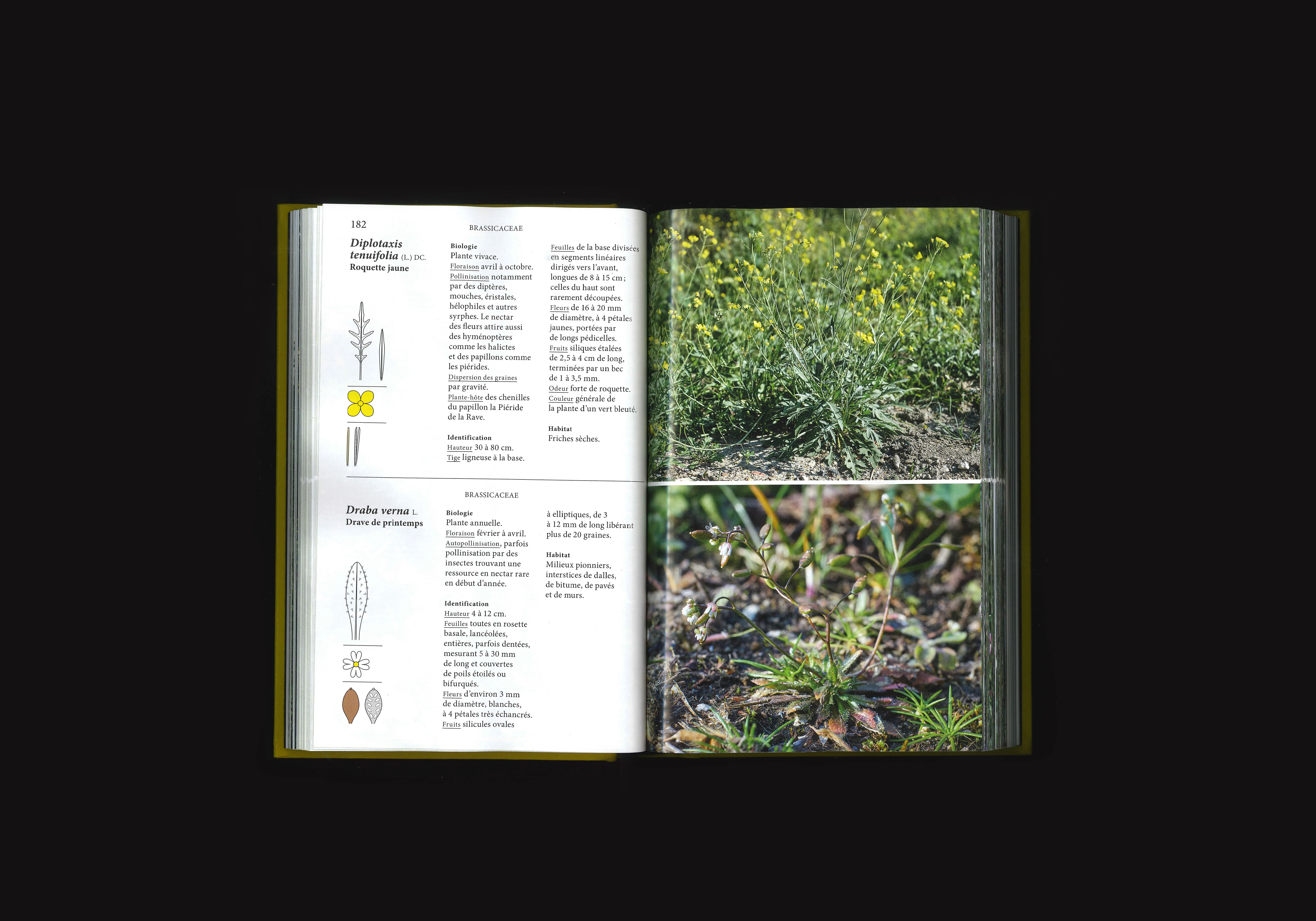 Flore des Friches Urbaines, image 3