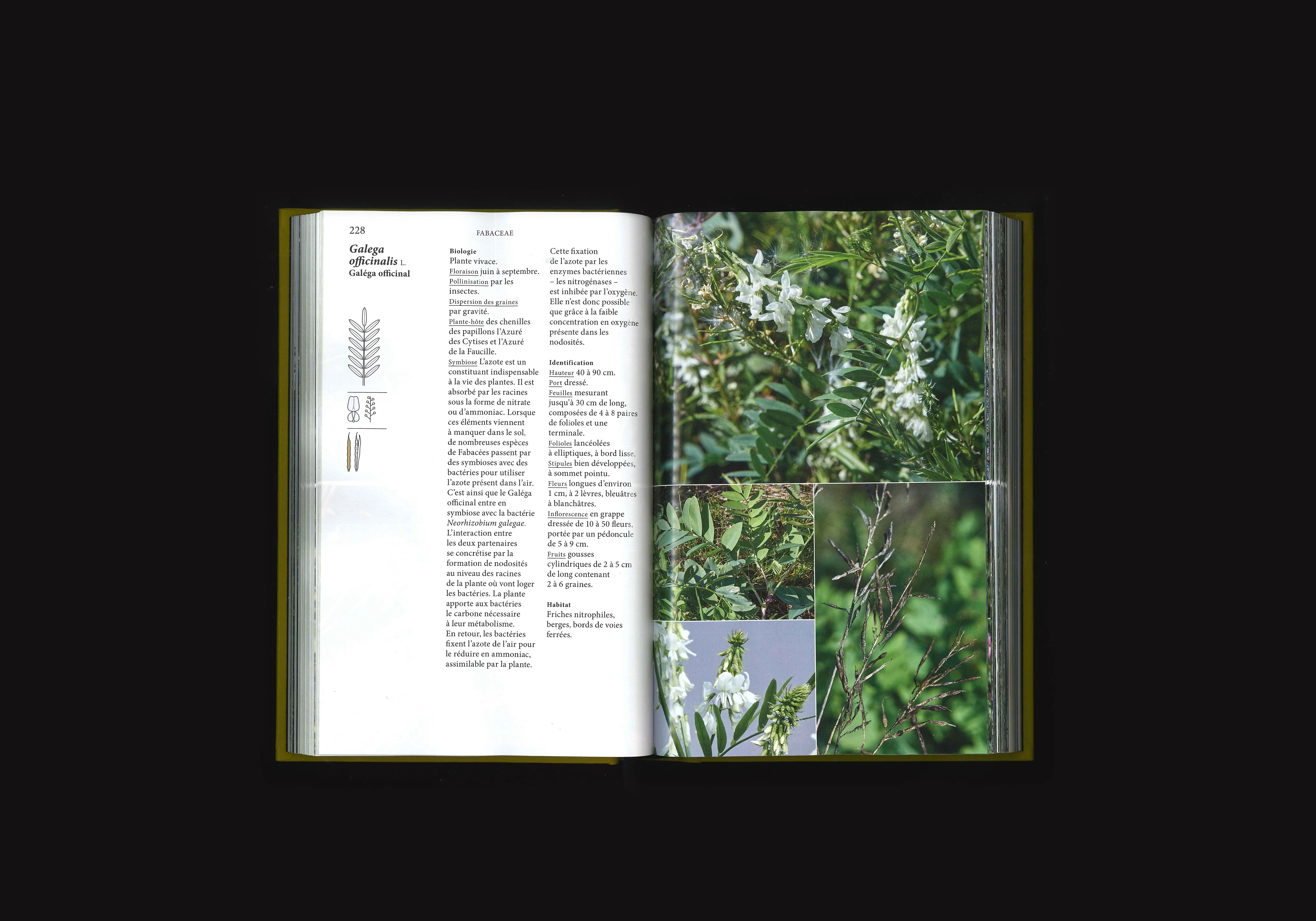 Flore des Friches Urbaines, image 4