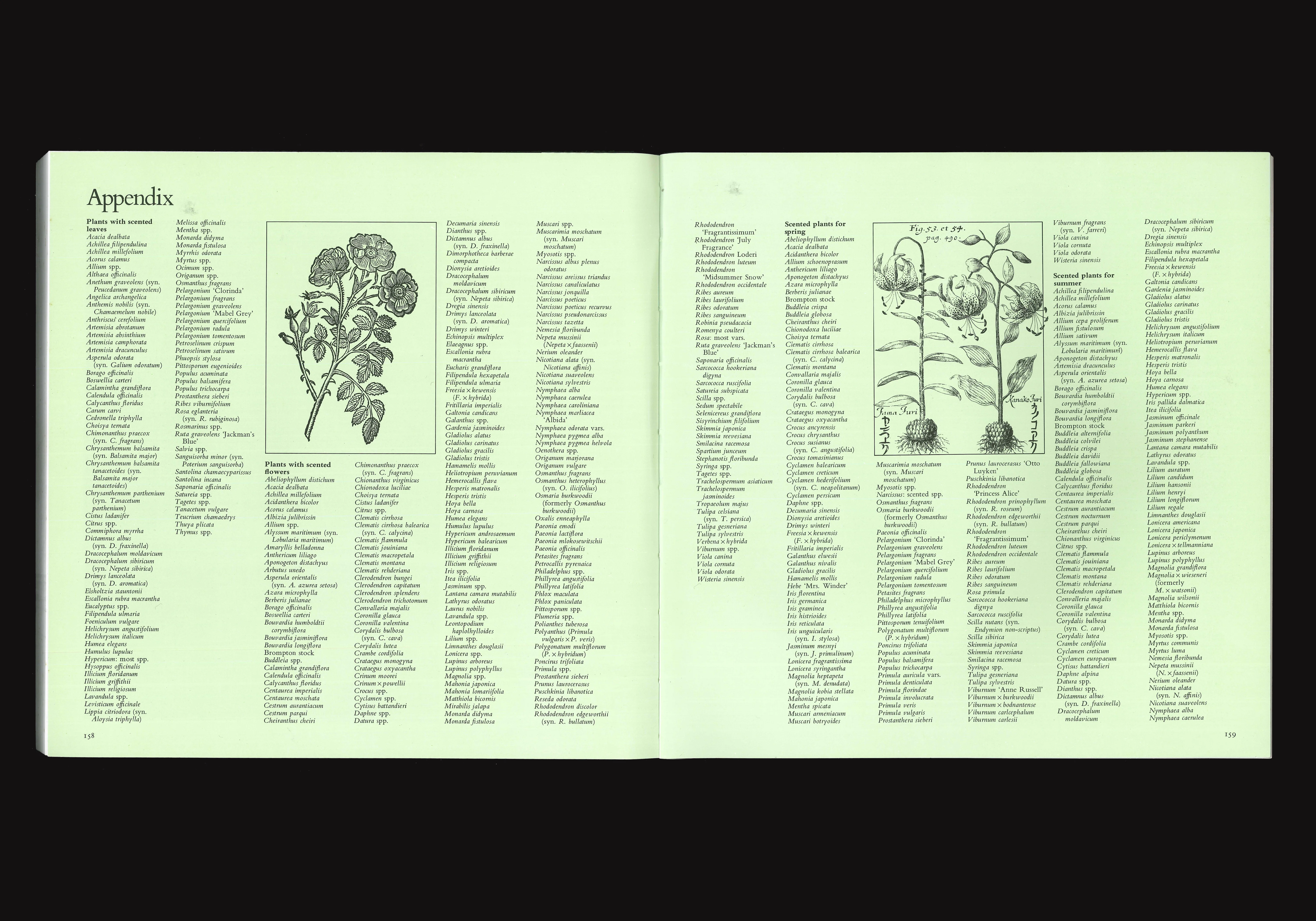 The Scented Garden, image 3